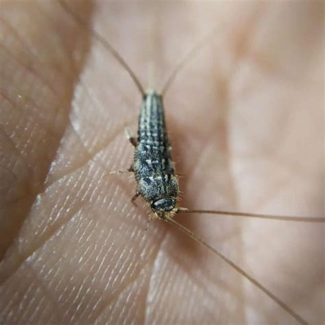 Lepisma Saccharina Aka Silverfish These Cute Fast Insects Are Known For Eating Paper