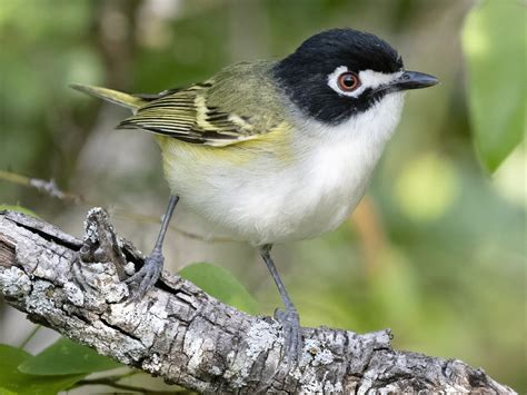 Black Capped Vireo Ebird