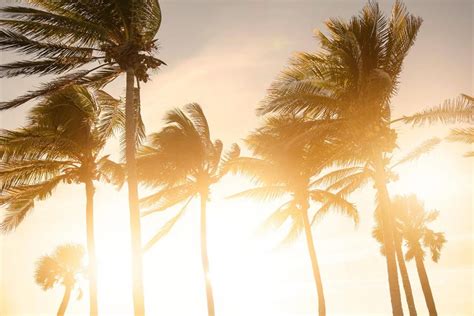 Palm Trees Blowing In The Wind At Sunset Stockfreedom Premium Stock