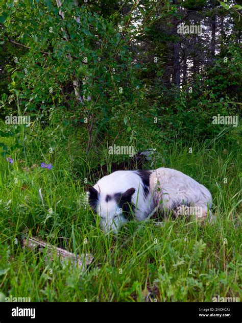 The White Dog Yakut Laika Lies On The Green Grass In The Spruce Forest