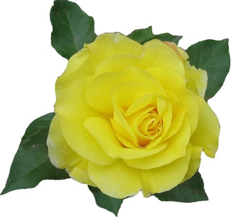 Download Hd Yellow Rose Flower Free Png Transparent Images Free