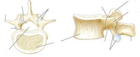 Typical Lumbar Vertebra Superior And Lateral Views Diagram Quizlet