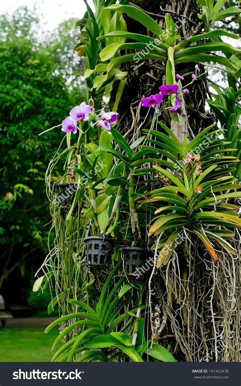 Cattleya Orchid In Tree Orchid Flowers