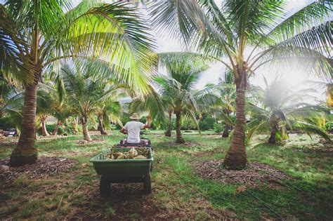 Hawaiis Only Coconut Farm Is A Natural Oasis Just Begging To Be Visited