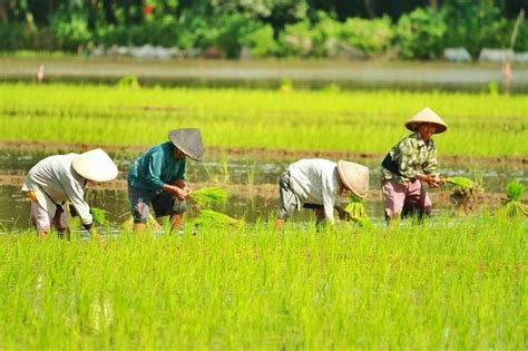 Siapa Saja Yang Jadi Petani Di Indonesia Simak Faktanya