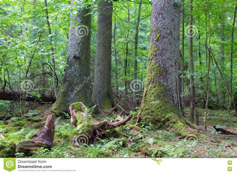 Group Of Old Spruces Inside Deciduous Stand Stock Image Image Of