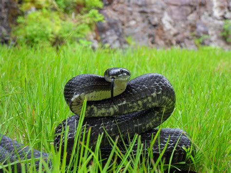 Fileblack Rat Snake  Wikimedia Commons
