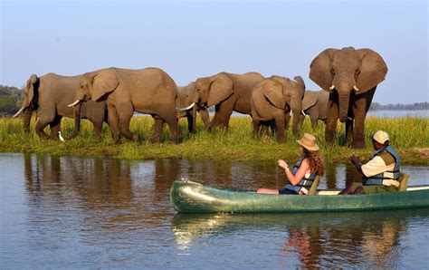 Wild Zambia South Luangwa And Lower Zambezi African Wildlife Safaris