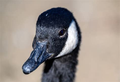 425 Canada Goose Head Close Up Stock Photos Free And Royalty Free Stock