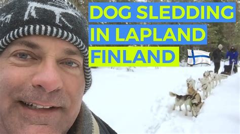 How To Have Fun Dog Sledding In Lapland Finland Dog Sledding