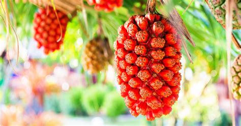 11 Rare Fruits You'll Want To Taste After Seeing Them
