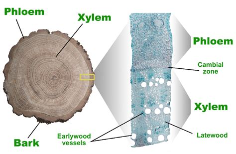 Xylem and phloem are the two types of vascular tissues, present in plants and together constitute vascular bundles. Cambial zone, xylem, and phloem in a ring-porous tree and ...