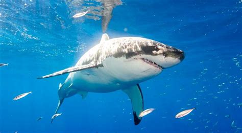 ¿qué Comen Los Tiburones Blancos Aquí Te Decimos