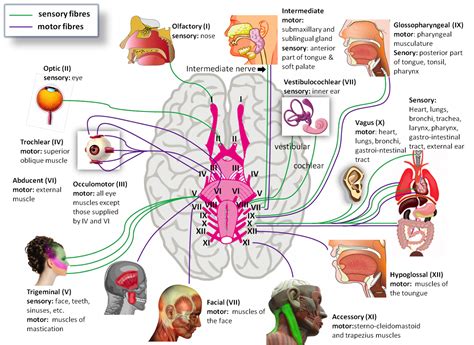 what are the 12 cranial nerves cranial nerves cranial