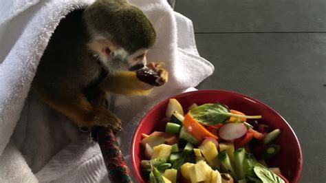 Squirrel Monkey Eating His Fresh Fruit Youtube