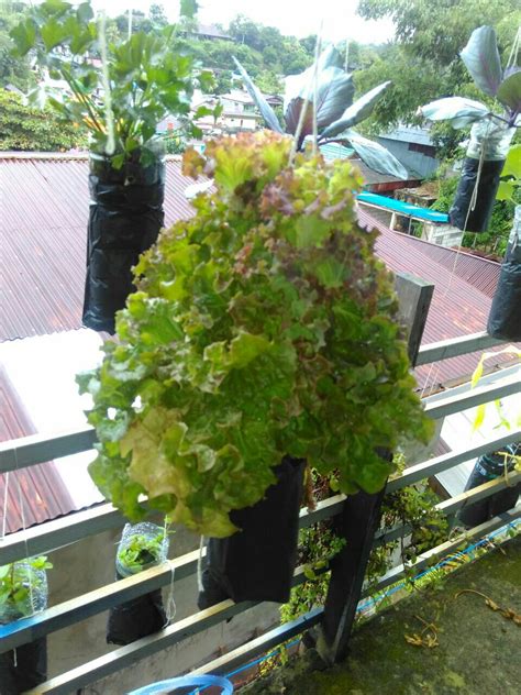 tanaman sayur hidroponik  menanam kangkung hidroponik hidrafarm