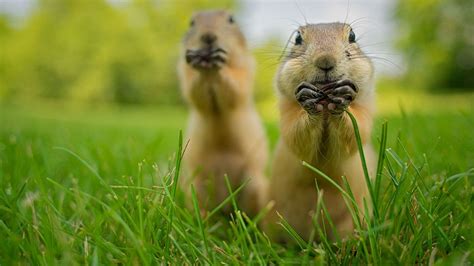 Comedy Wildlife Photography Award Die Witzigsten Tierfotos Der Welt