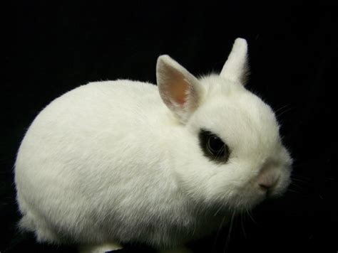 Follow The Piper Dwarf Hotot Rabbits