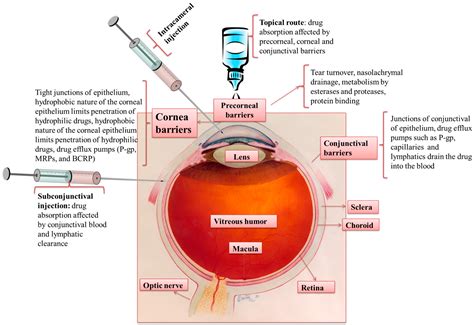 Preliminary Study Of Occular Drug Delivery Systems Presentation