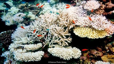 Endangered Coral Reefs The Swamp