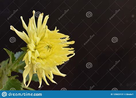 Beautiful Colorful Dahlia Close Up In My Garden Stock Image Image Of