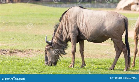 Wildebeest Eating Grass Stock Photo Image Of Herbivore 71485878