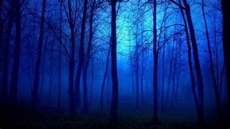 Animated Dark Forest Wallpapers High Quality With High Resolution