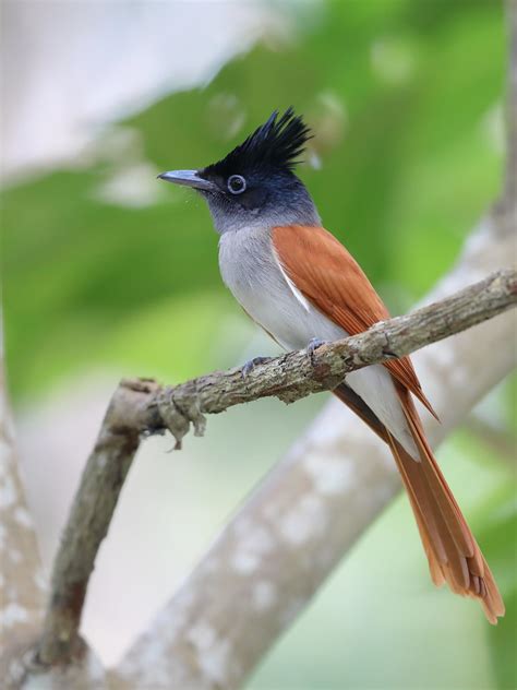 indian paradise flycatcher terpsiphone paradisi dave williams flickr