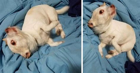 Cachorro Que Parece Cavalo