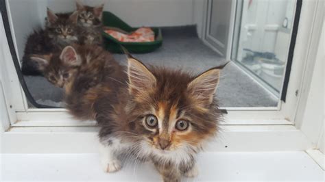 They enjoy being playful and interacting with the whole family but they also enjoy showing affection and cuddling up with the ones they love. Maine Coon Kittens for sale | Worthing, West Sussex ...