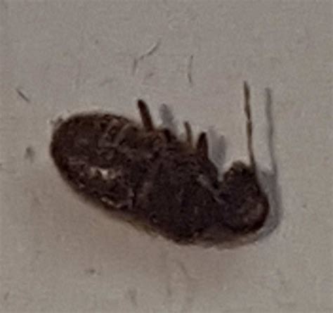 Awasome Tiny Little Black Bugs On Window Sill Uk References
