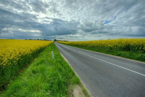 Country Road Between Oil Seed Fields In Blossom Free Photo Download