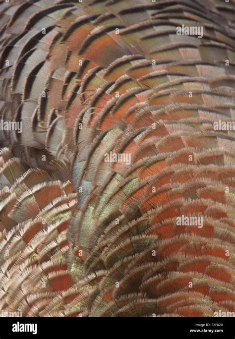 A Detailed Macro Portrait Of A Female Wild Turkeys Feathers Stock
