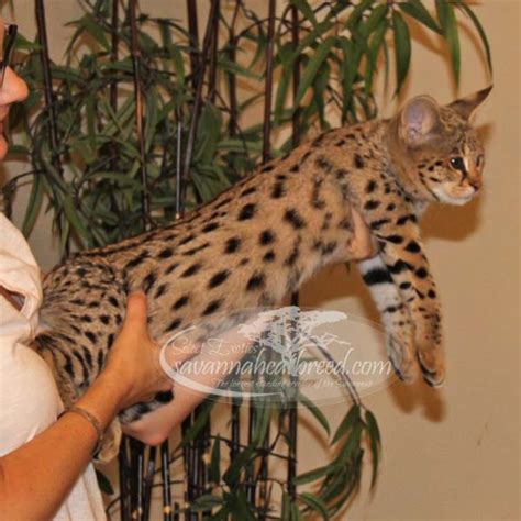 Savannah cats are a unique breed of exotic cats descended from african servals and domestic cats. F1 Savannah Kittens For Sale - Select Exotics