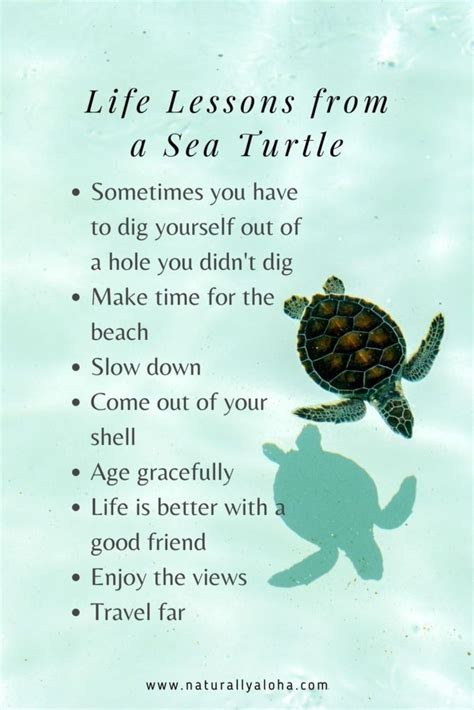 6 Beautiful Life Lessons From A Sea Turtle Turtle Quotes Sea Turtle