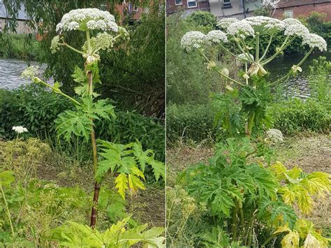 Warning After Uks Most Dangerous Plant Giant Hogweed Spotted In