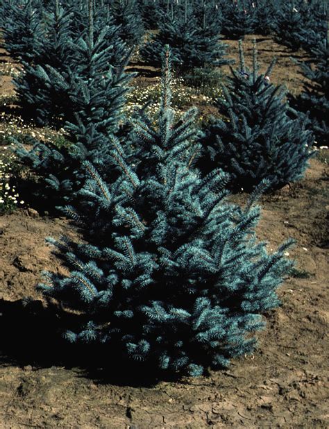 Fat Albert Blue Spruce Friends Of The Parks And Trails