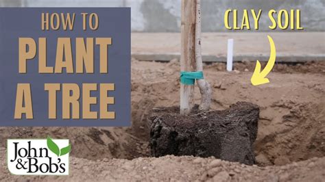 How To Plant A Tree In Clay Soil And Hard Soil Street Tree Planting