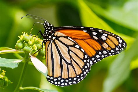 Monarch Butterfly Danaus Plexippus Sitting On A Flower Flickr