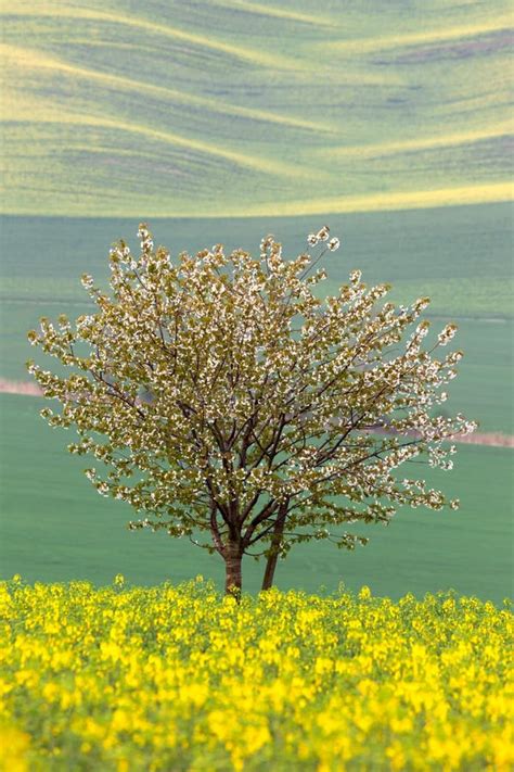 Blooming Tree Over Yellow Green Fields Abstract Spring Stock Photos