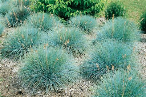 Grass Festuca Glauca ‘elijah Blue Briggs Nursery