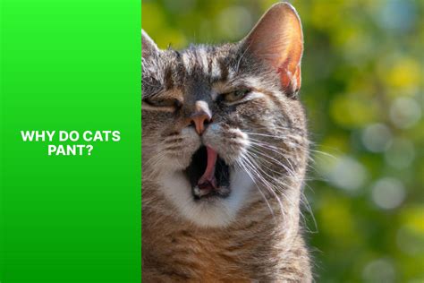 Understanding Why Your Cat Is Panting Common Causes And Solutions