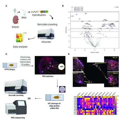 Representative Examples Of The In Situ Immune Monitoring Techniques