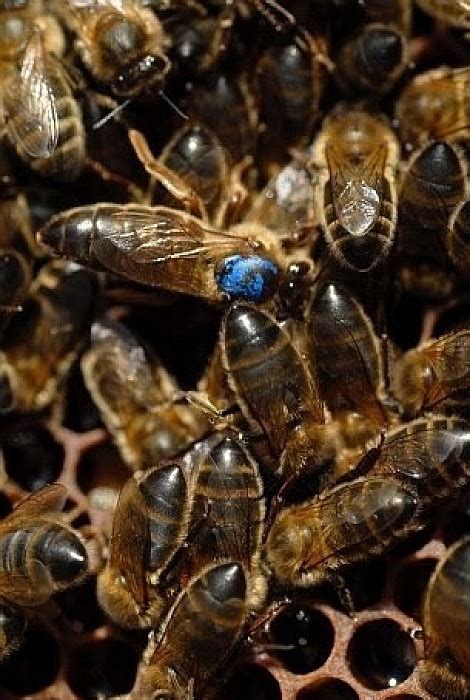 Native Black Mated Queen Beesfor Sale Irish Native Black Honey Bees Amm