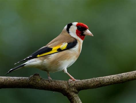 European Goldfinch Goldfinch Bird Breeds Finches Bird