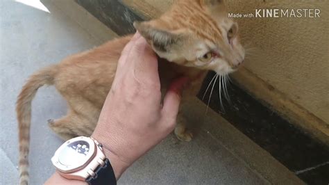 Feed Stray Cat In Dubai During Covid Lockdown Youtube