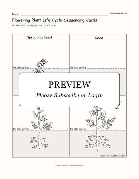 Flowering Plant Life Cycle Sequencing Cards Enchanted Learning