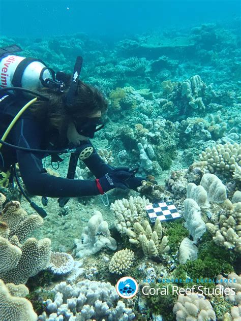 Dozens Of New Corals Discovered On Australias Great Barrier Reef