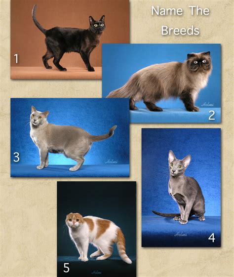 Name These Five Cat Breeds