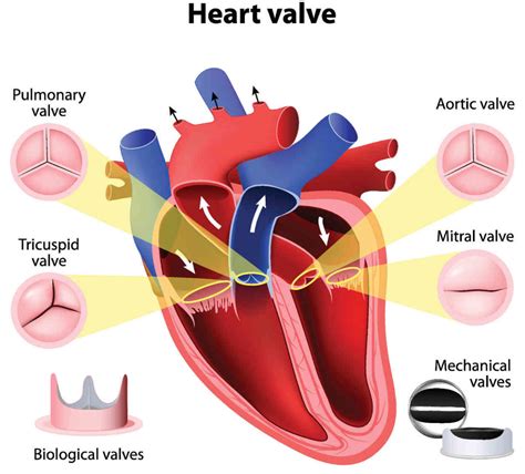 Diagram Diagram Of A Heart Valve Mydiagramonline